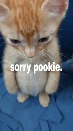 Apologetic cat