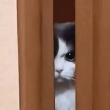 I'm watching you cat